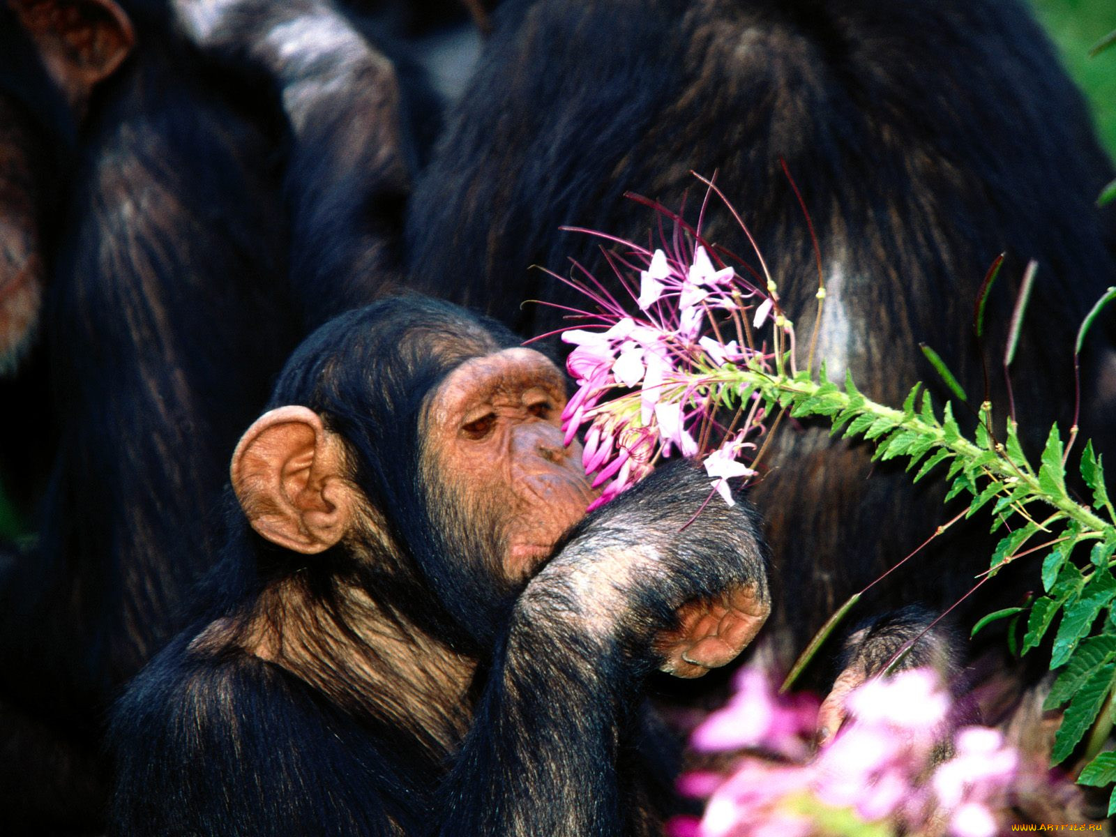 oh, pretty, chimpanzee, , 